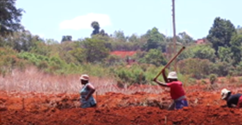 People working in a field