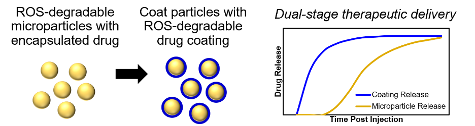 Diagram of drug encapsulation 