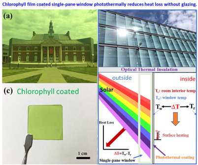 Schematic of Chlorophyll-coated "Green Window"