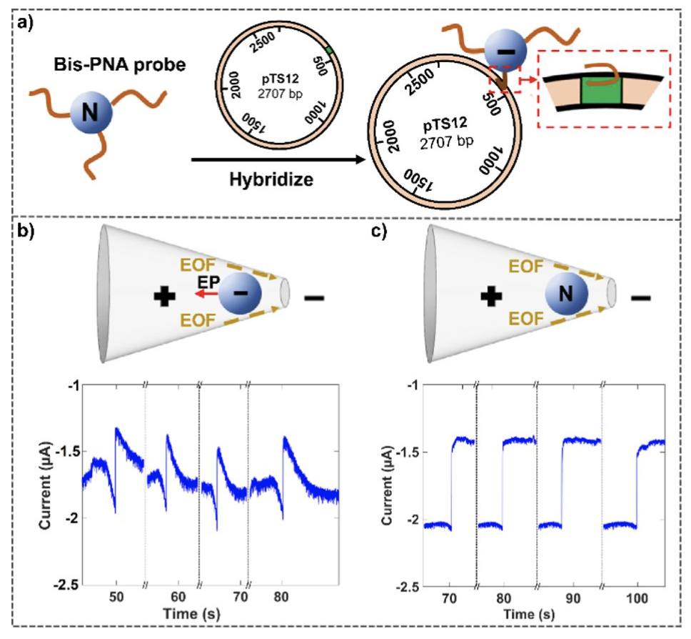 Diagram of sequence-Specific Detection of mitochondrial DNA (mtDNA)​