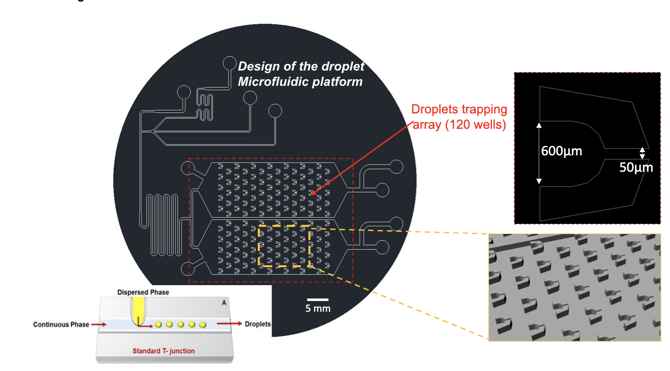 Diagram of microfluidic platform for high throughout drug screening 