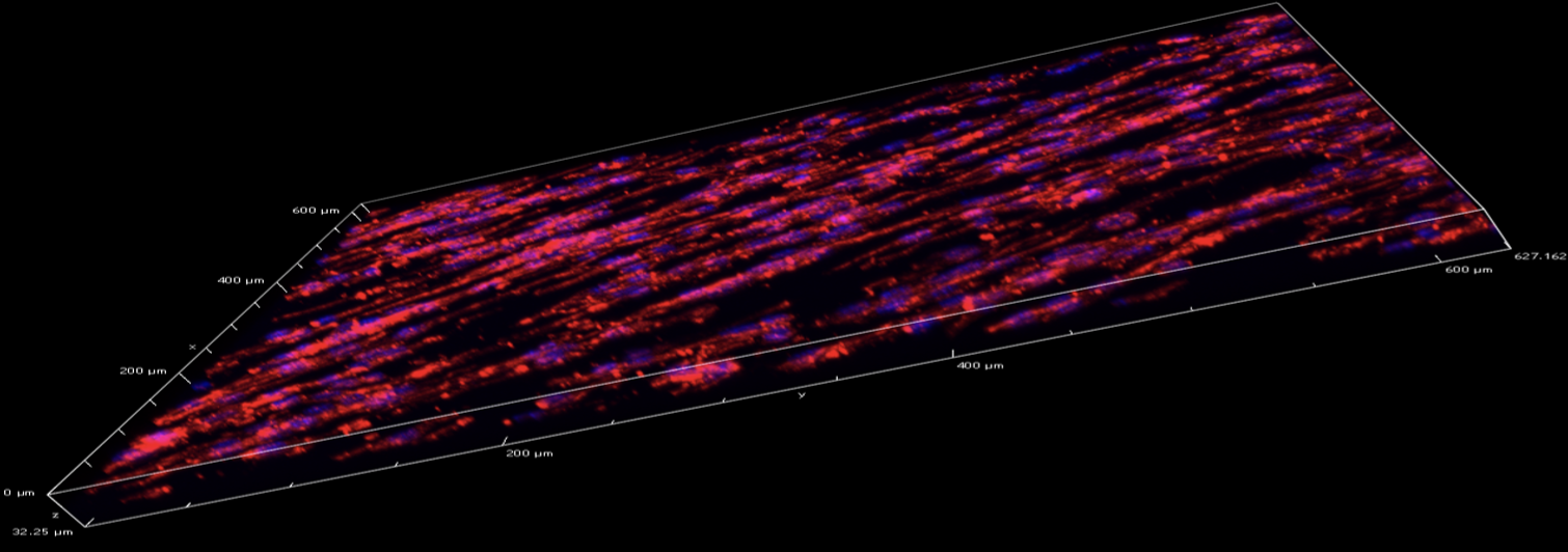 Diagram of tissue regeneration